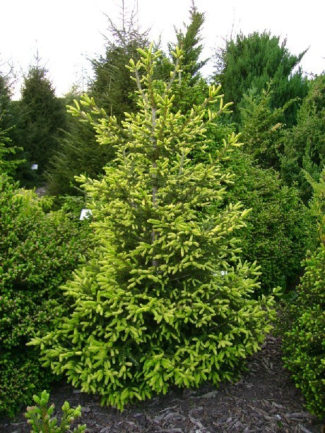Picea orientalis 