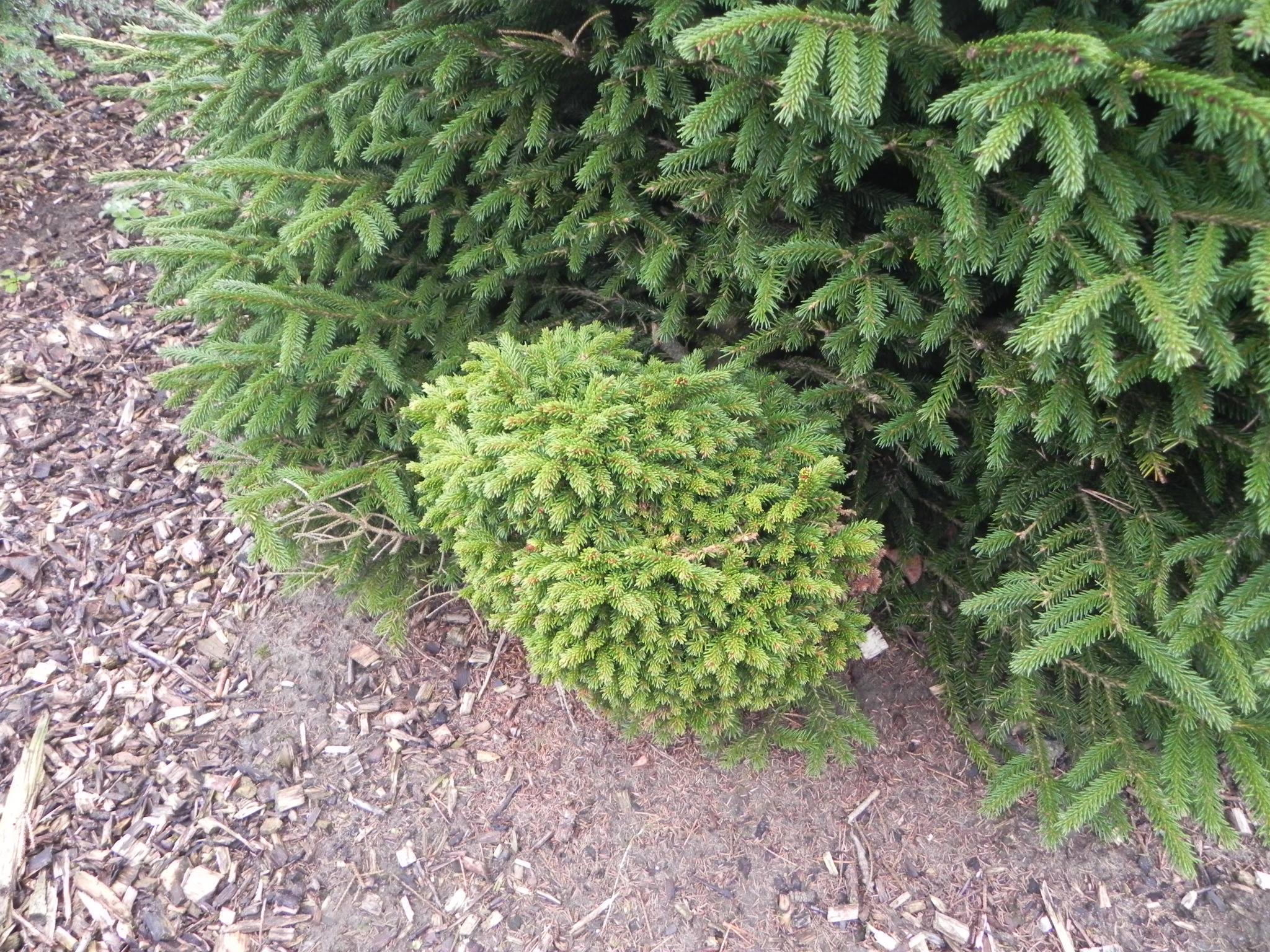 Picea orientalis 