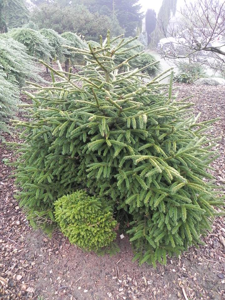 Picea orientalis 
