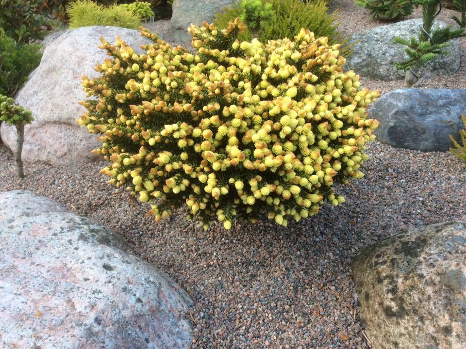 Picea orientalis 