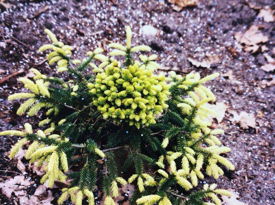 Picea orientalis 