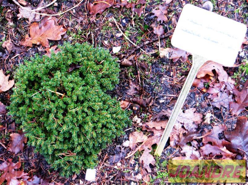 Picea orientalis 