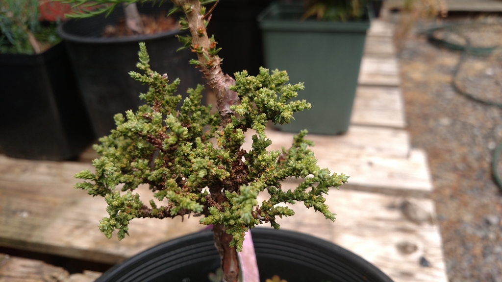 Sequoiadendron giganteum 