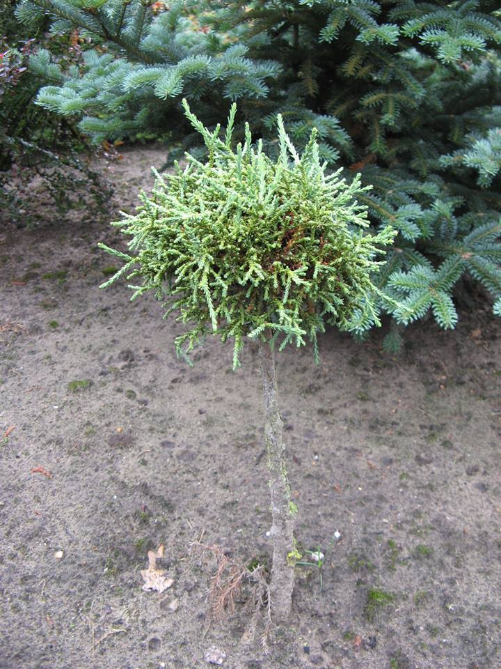 Sequoiadendron giganteum 