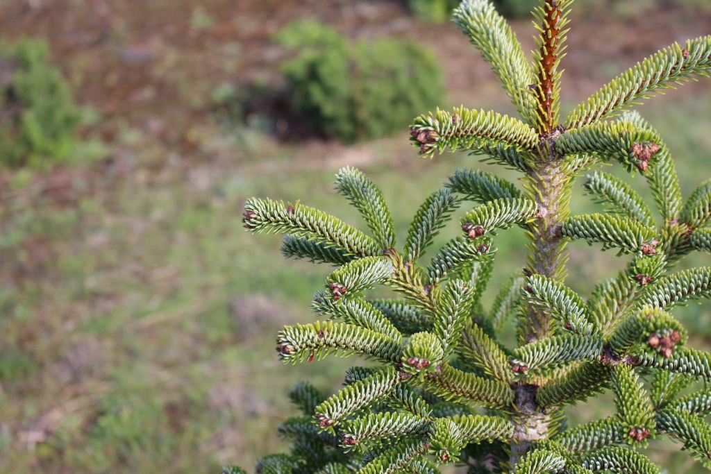 Abies nordmanniana 
