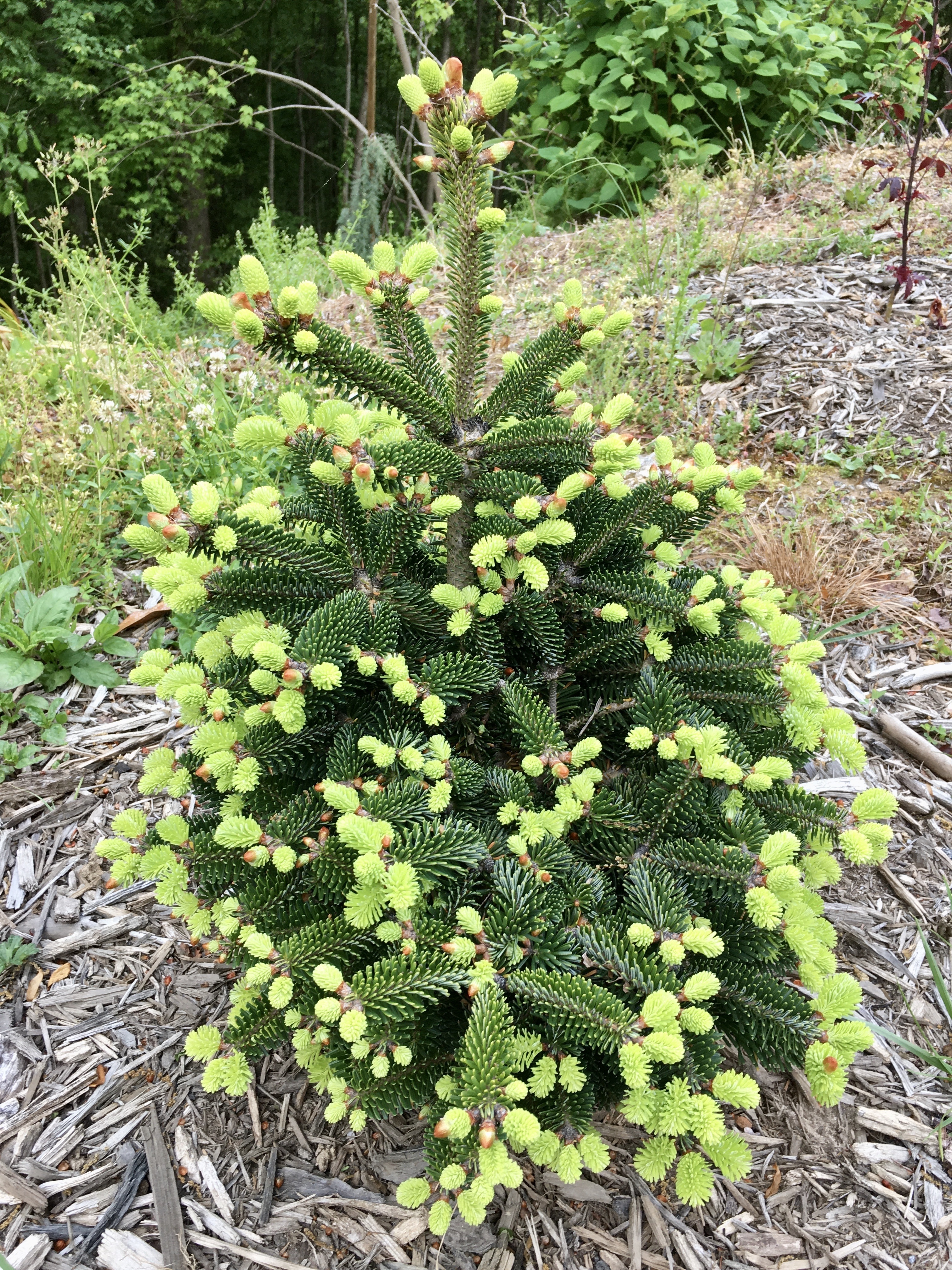 Abies nordmanniana 