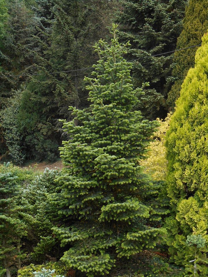 Abies nordmanniana 