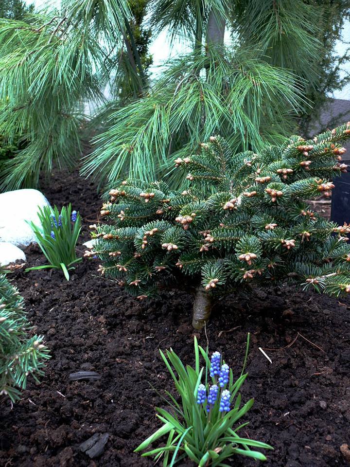 Abies nordmanniana 