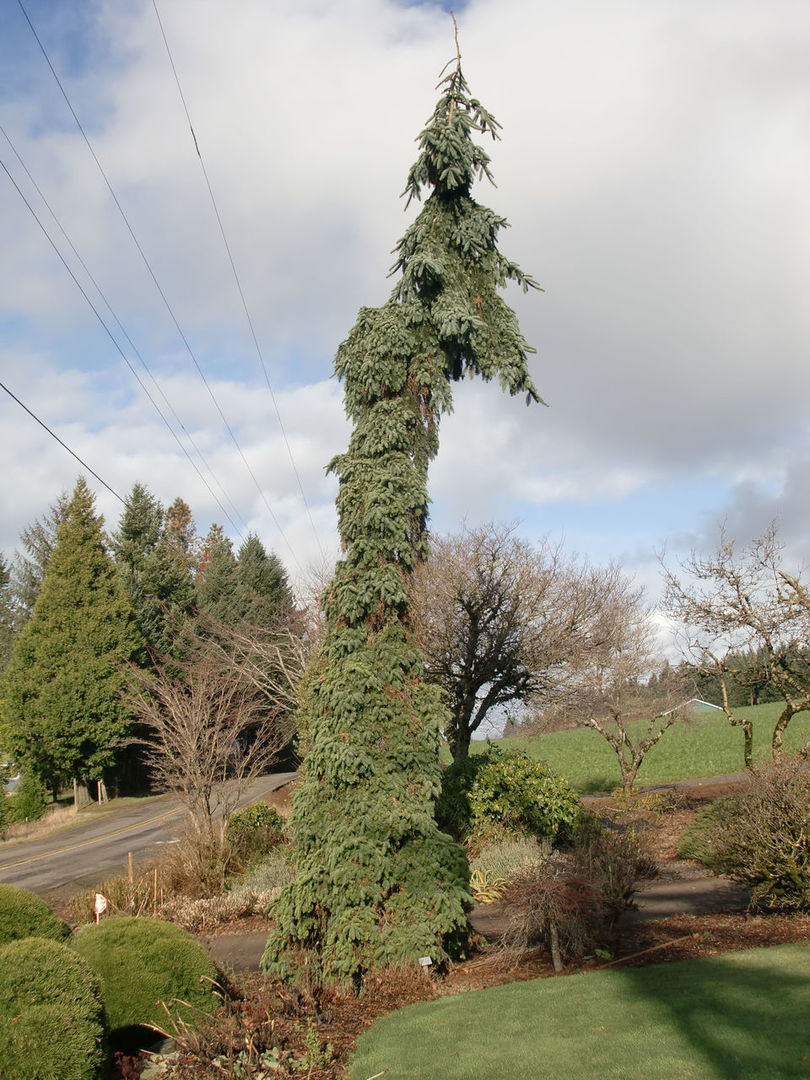 Abies procera 