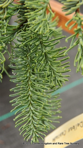 Abies procera 