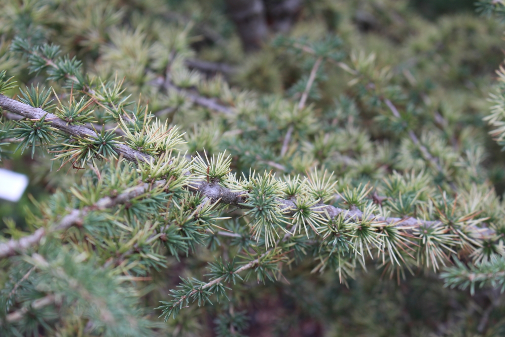Cedrus atlantica 