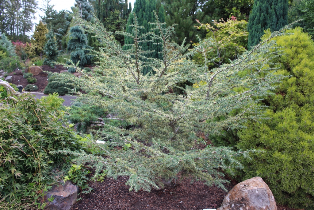 Cedrus atlantica 