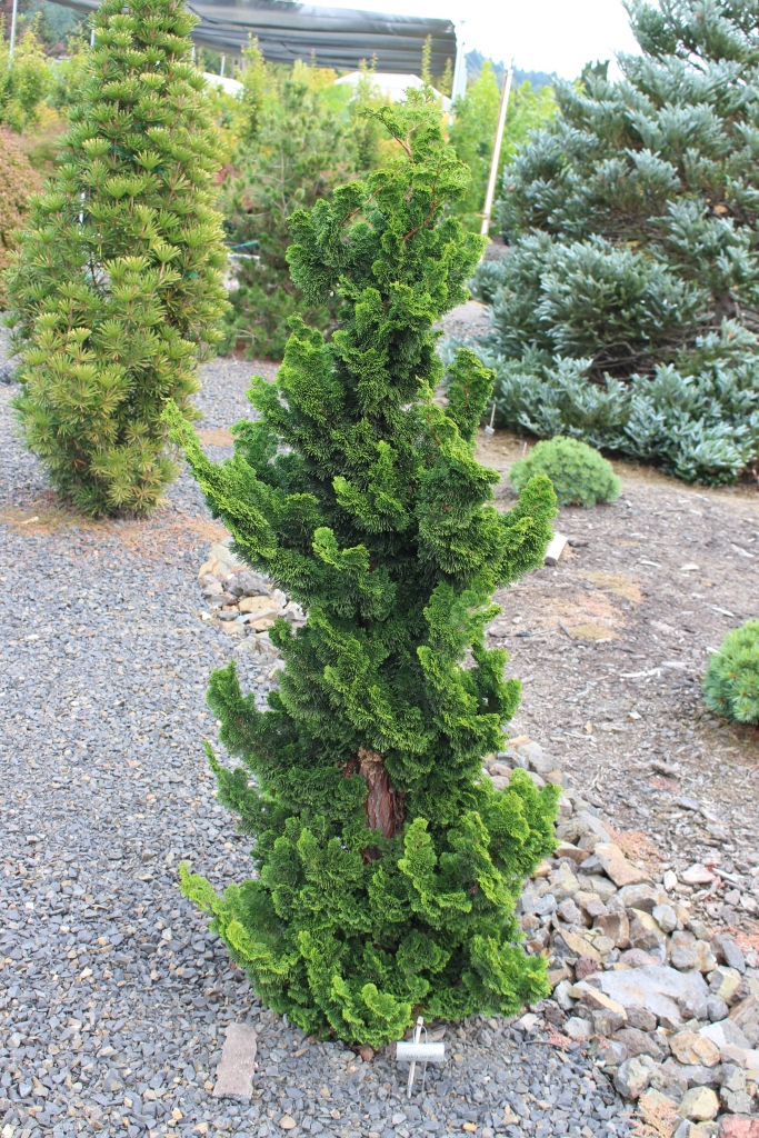 Chamaecyparis obtusa 