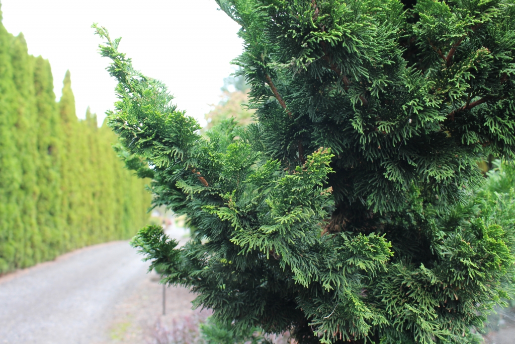 Chamaecyparis obtusa 