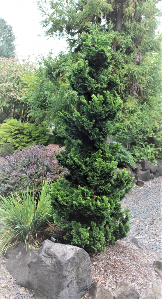 Chamaecyparis obtusa 