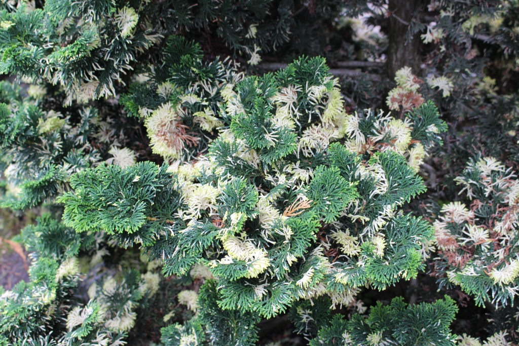 Chamaecyparis obtusa 