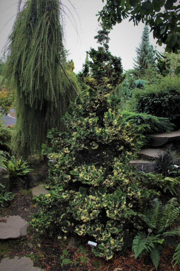 Chamaecyparis obtusa 