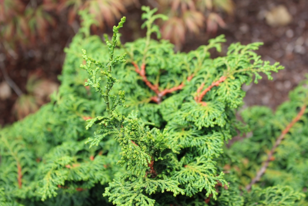 Chamaecyparis obtusa 