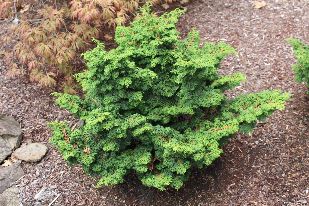 Chamaecyparis obtusa 