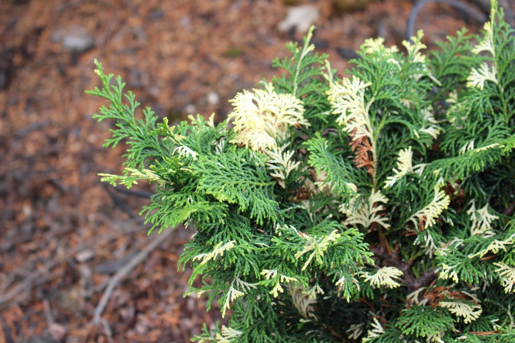 Chamaecyparis obtusa 