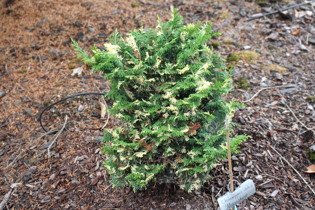 Chamaecyparis obtusa 