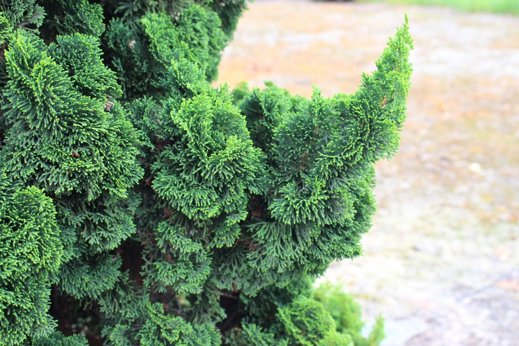 Chamaecyparis obtusa 