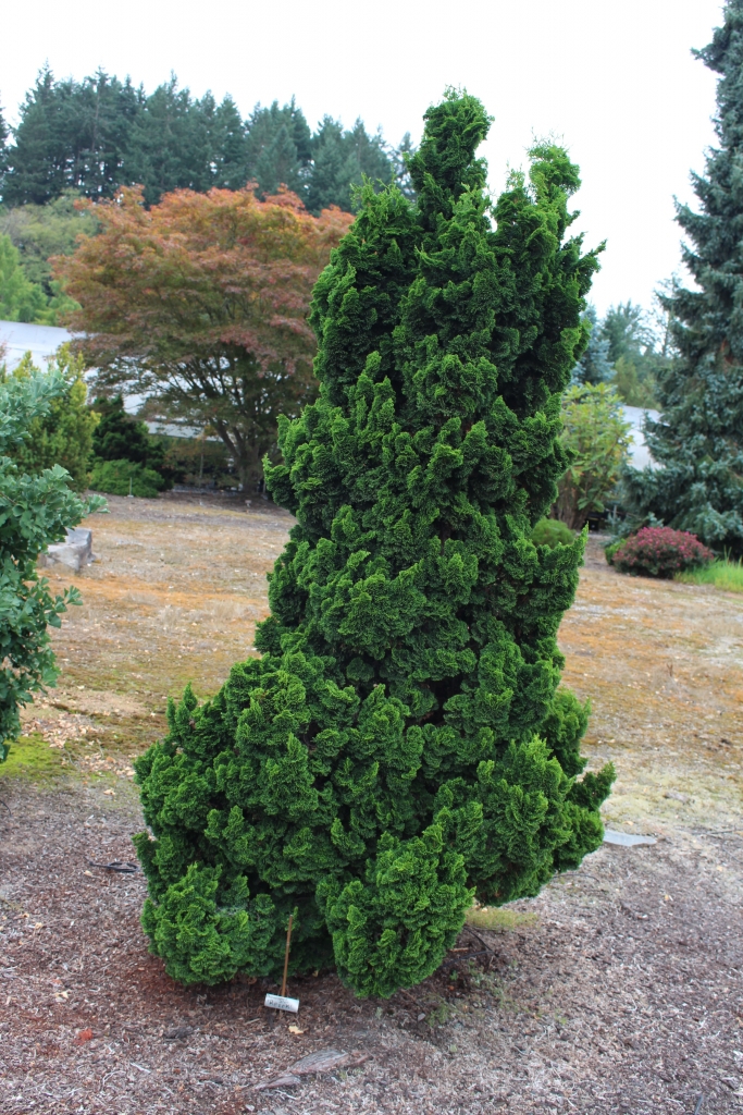 Chamaecyparis obtusa 