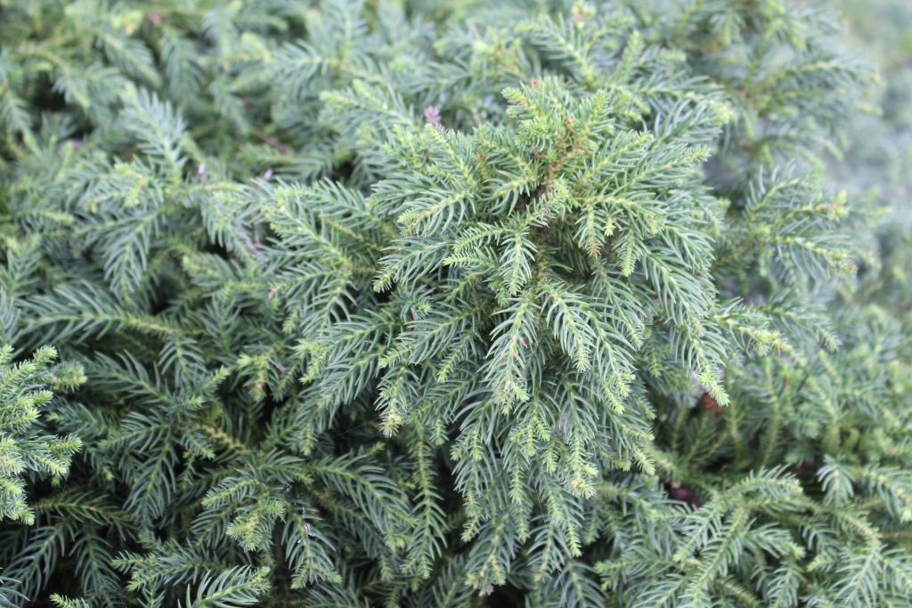 Cryptomeria japonica 