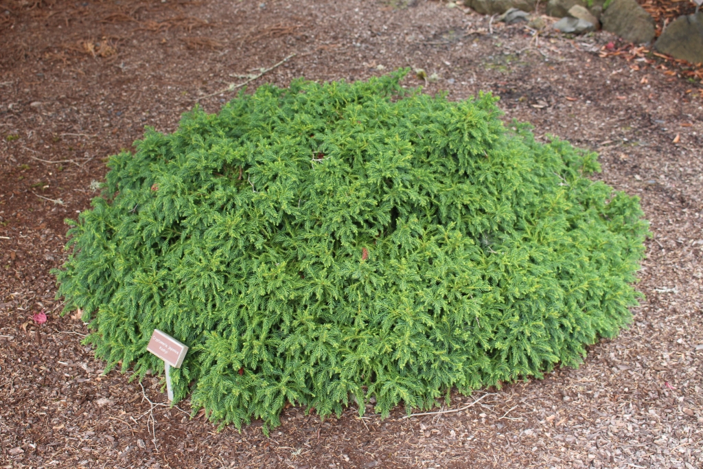 Cryptomeria japonica 