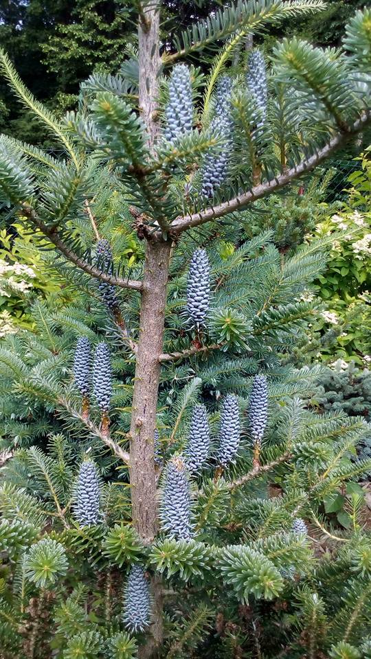 Abies koreana 