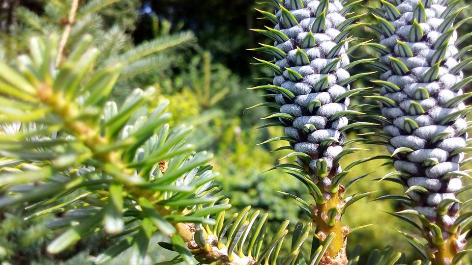 Abies koreana 