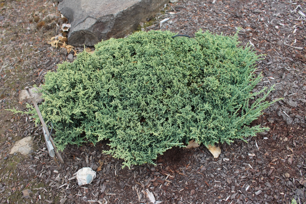 Juniperus horizontalis 
