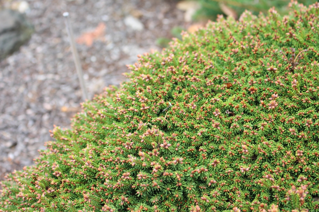 Picea abies 