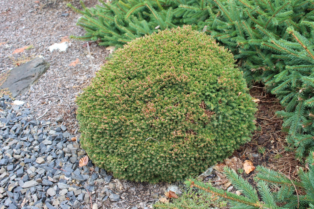Picea abies 