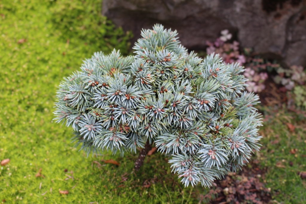 Picea engelmannii 