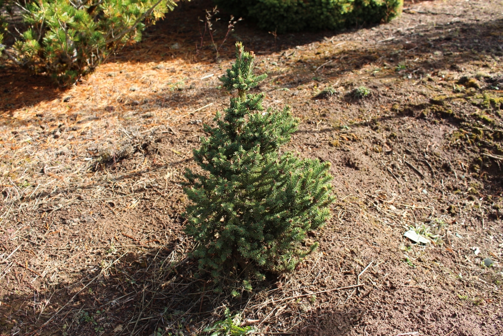 Picea glauca 