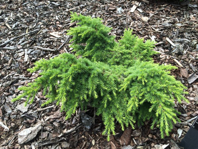 Cedrus libani 