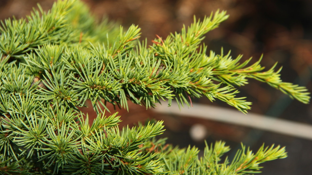Cedrus libani 