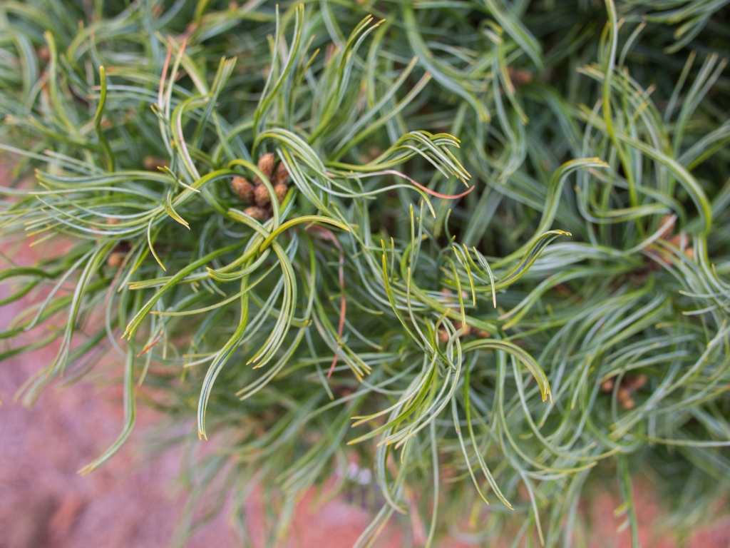 Pinus strobus 