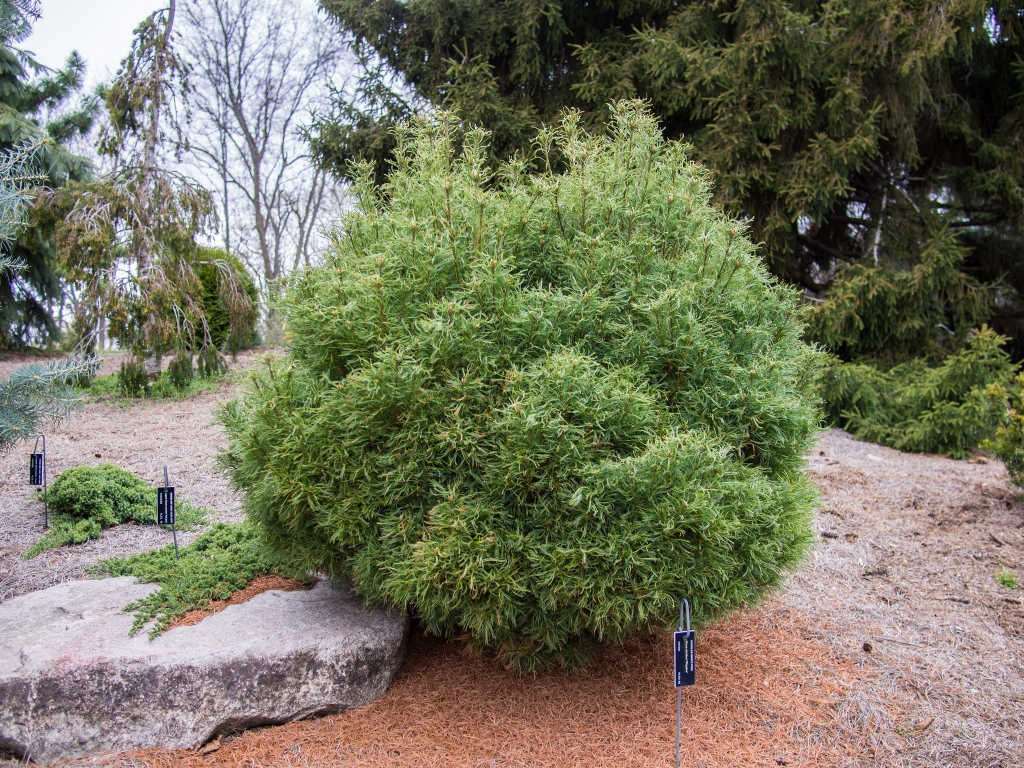 Pinus strobus 