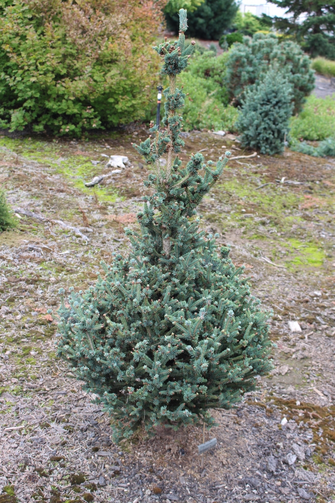 Picea mariana 