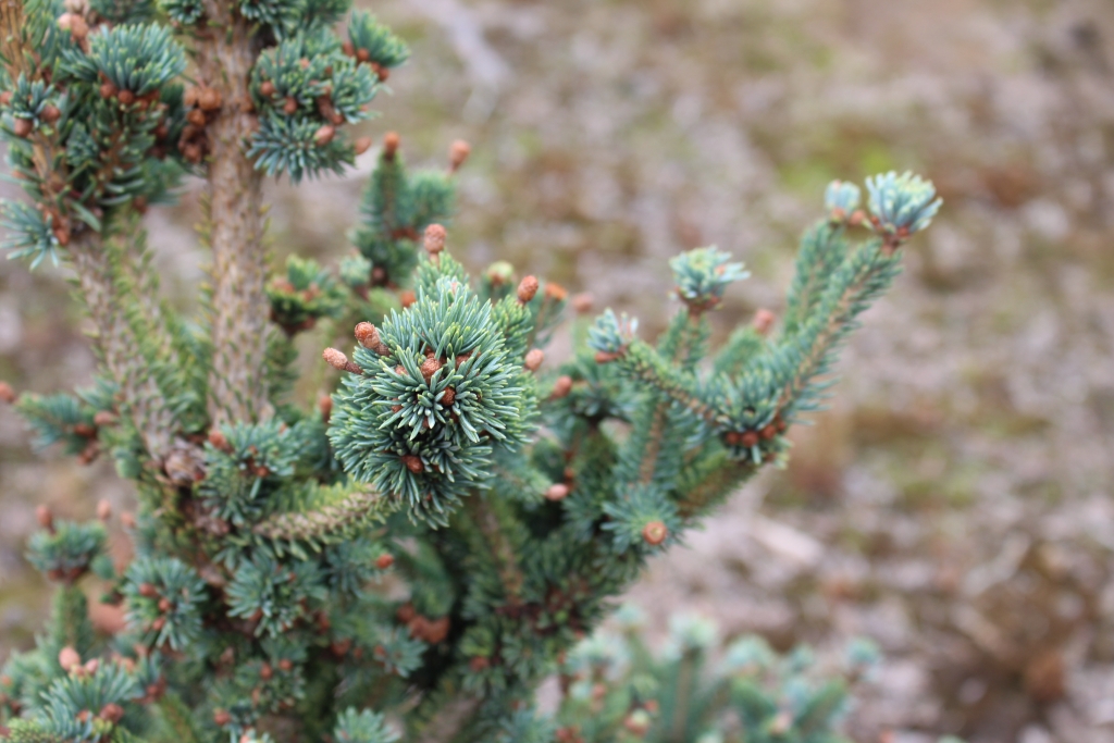 Picea mariana 