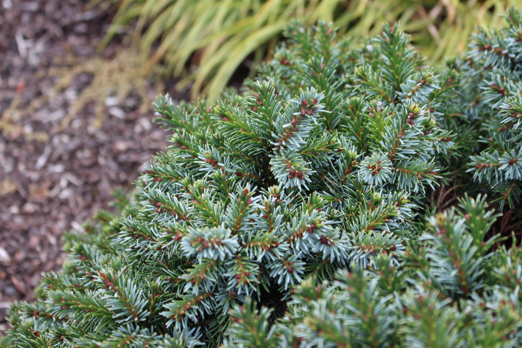 Picea omorika 