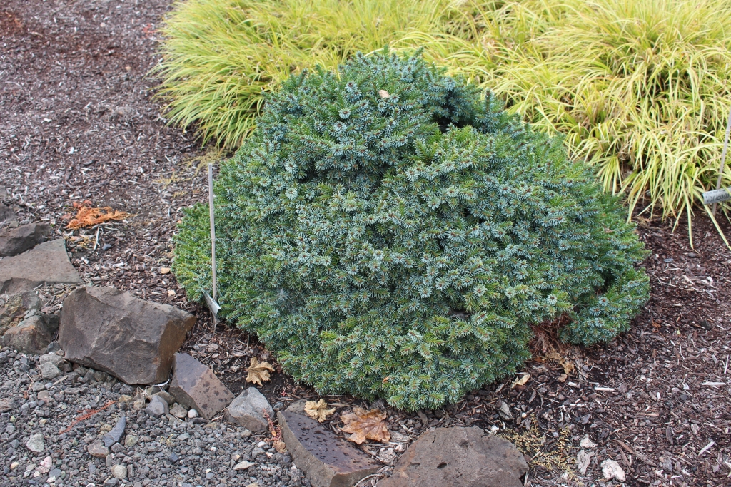 Picea omorika 