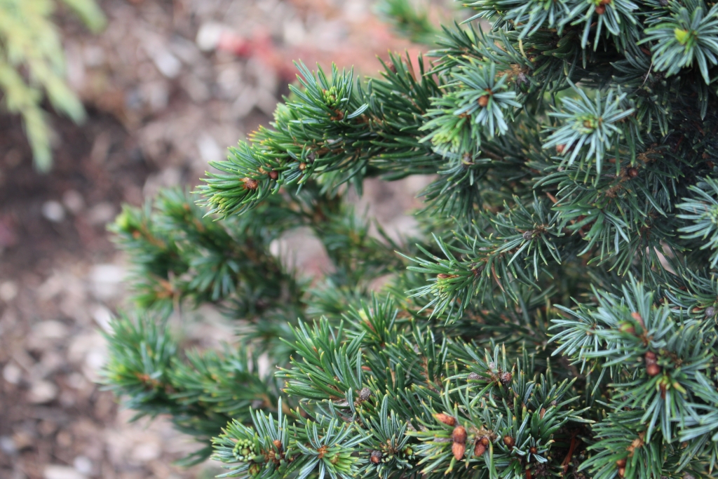 Picea omorika 