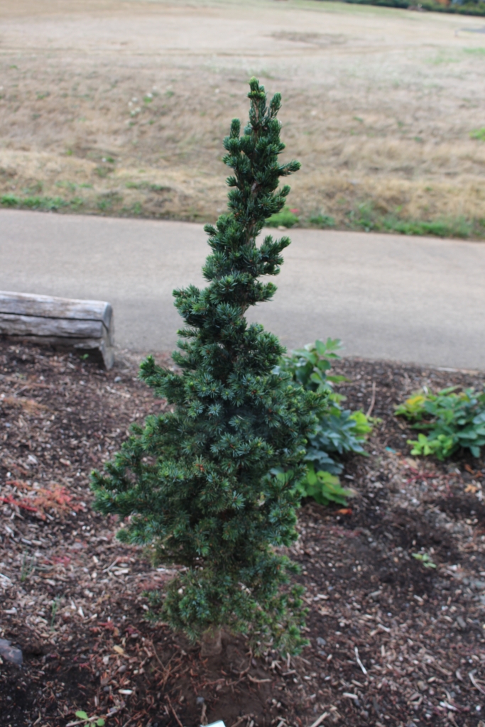 Picea omorika 