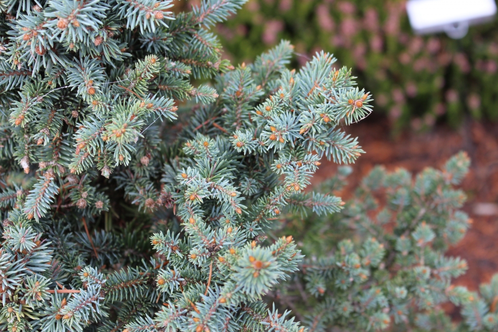 Picea pungens 