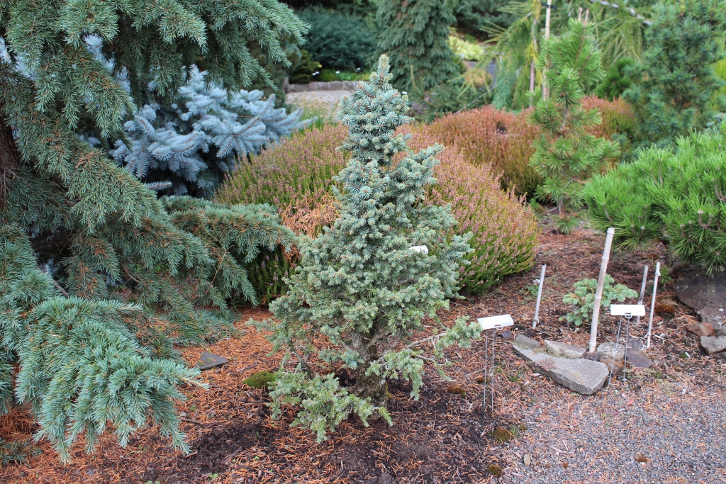 Picea pungens 