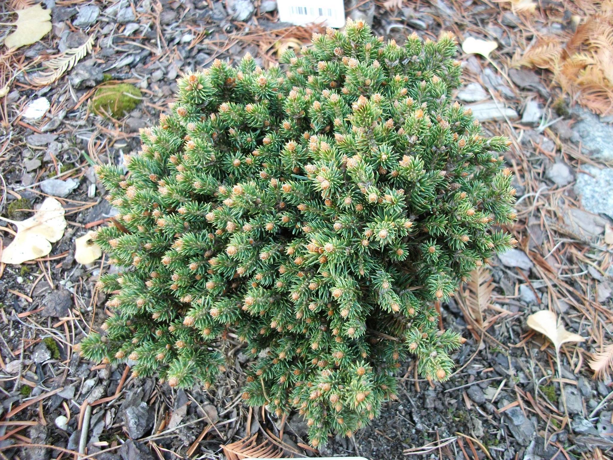 Picea pungens 