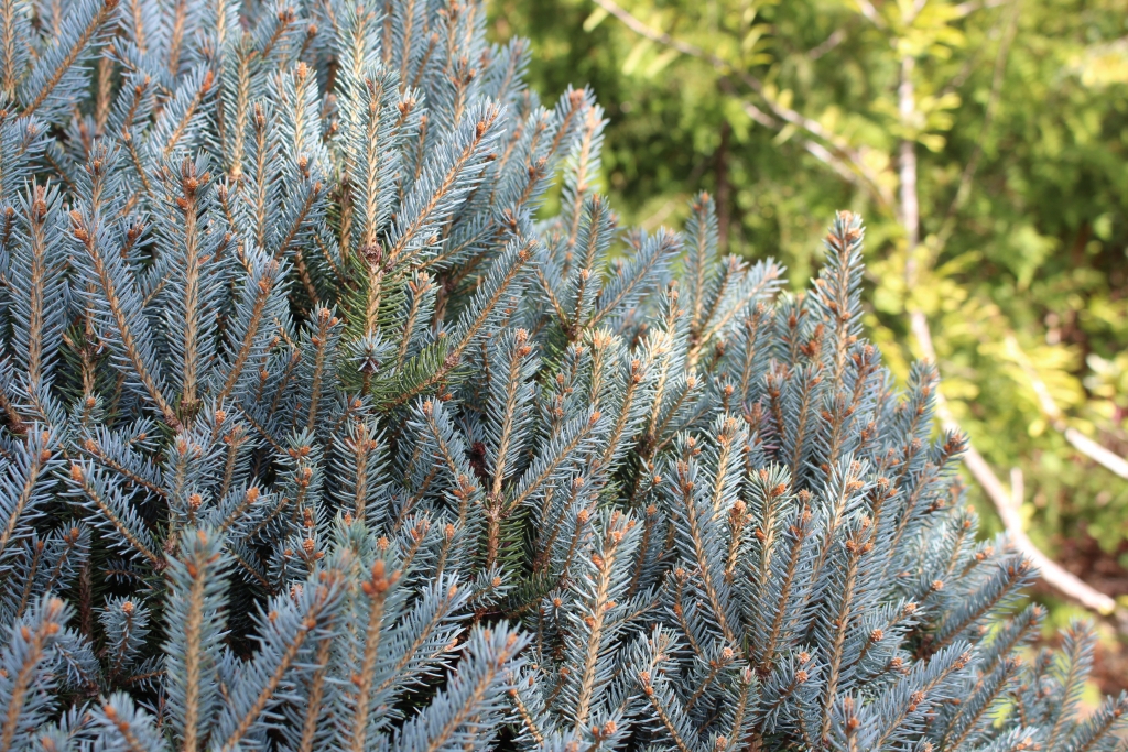 Picea pungens 